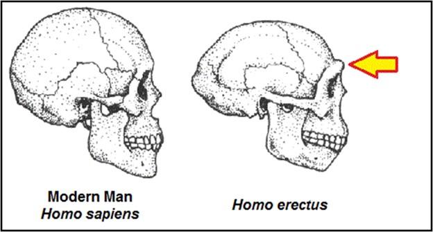 Important changes also occurred in the morphological and physiological development of erectus