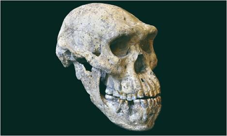 One of the most famous fossils of the species Homo erectus outside Africa 