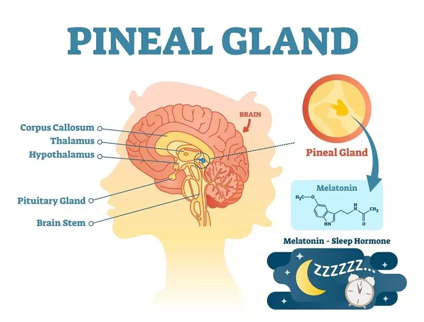 Pineal gland: Secrets of the third eye